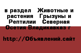  в раздел : Животные и растения » Грызуны и Рептилии . Северная Осетия,Владикавказ г.